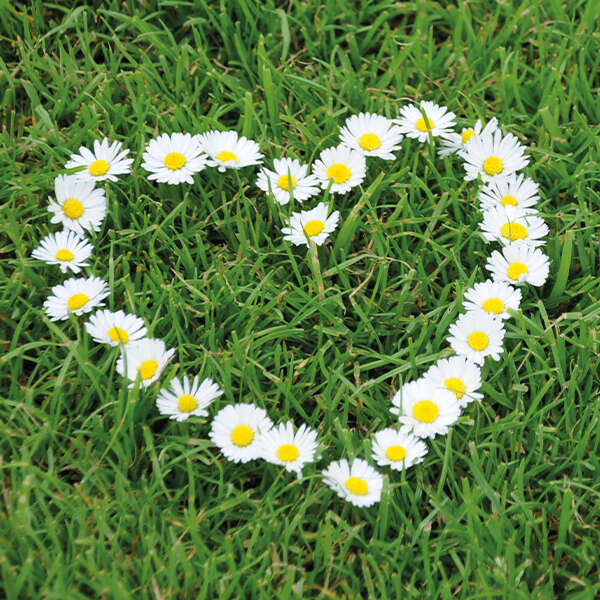 landflair Dein Rasen in Bestform 600x600